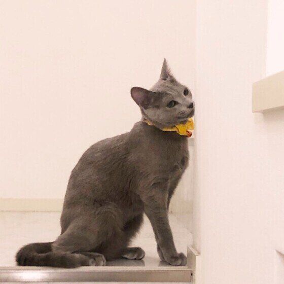 ロシアンブルーのリサリサちゃん