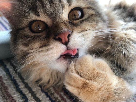 見つめるサイベリアン