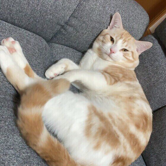 くつろぐスコティッシュフォールド