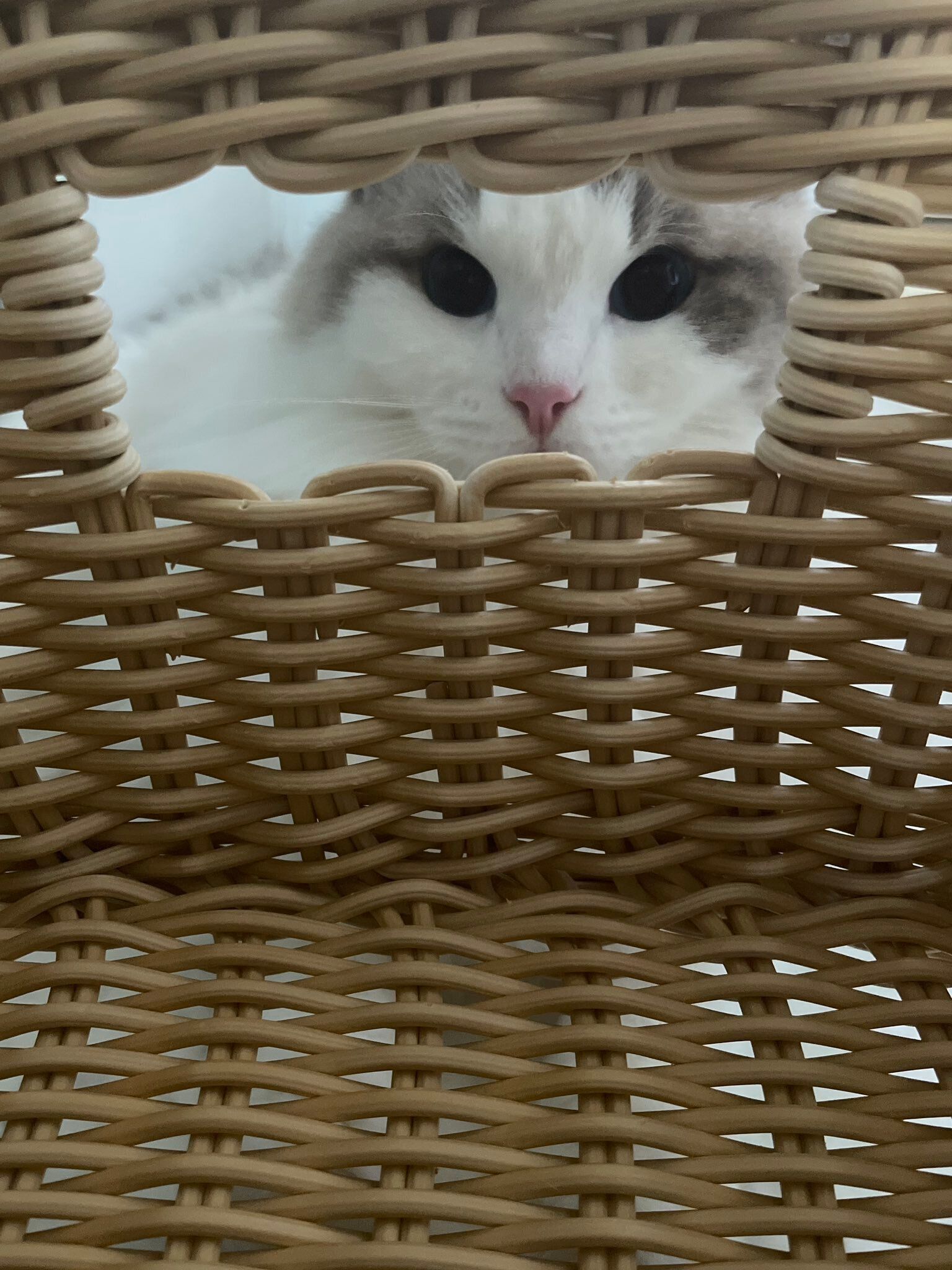 3才のラグドール