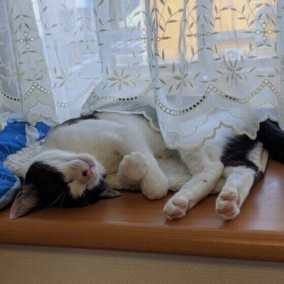 暑い日の「猫だけでのお留守番」！気をつけたい3つのトラブル｜ねこの 