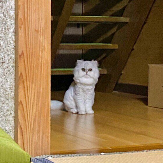 ペルシャのあいちゃん
