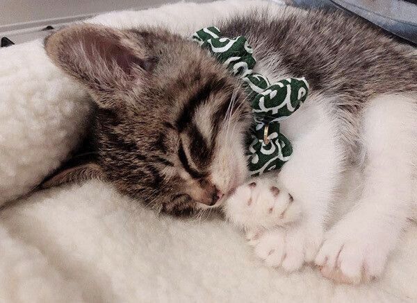 眠るミントちゃん