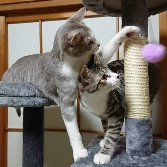 キャットタワーで遊ぶ猫