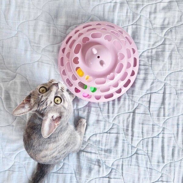 キャットボールトイで遊ぶコユビちゃん