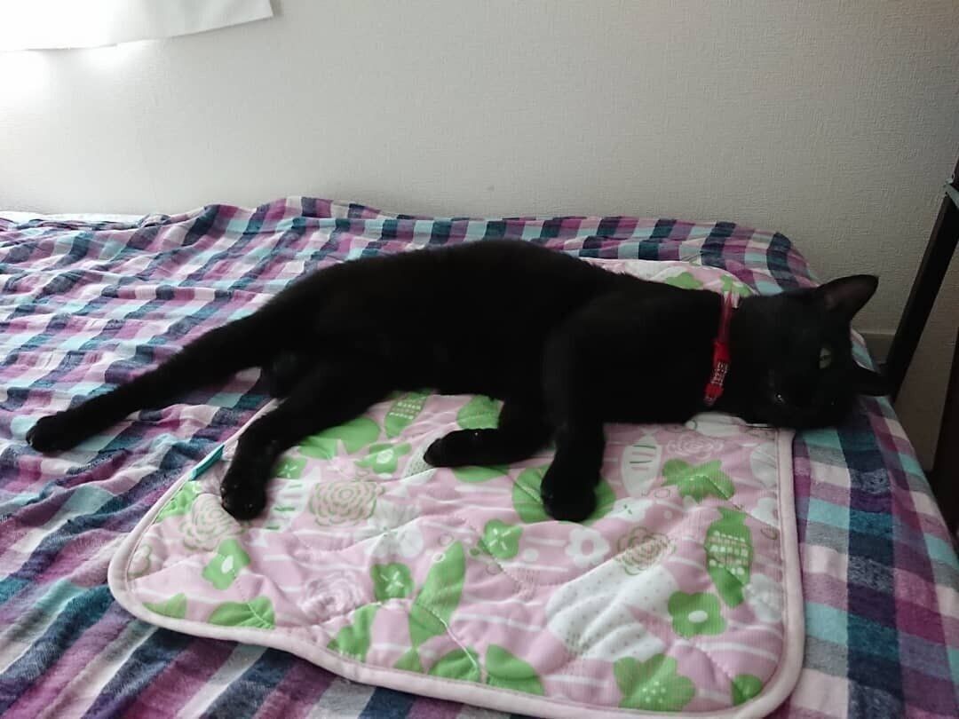 くつろいでいるクロちゃん