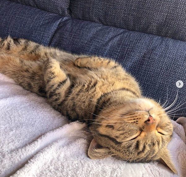 ヘソ天するむぎくん