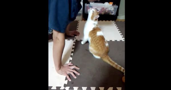 かまってちゃんな猫