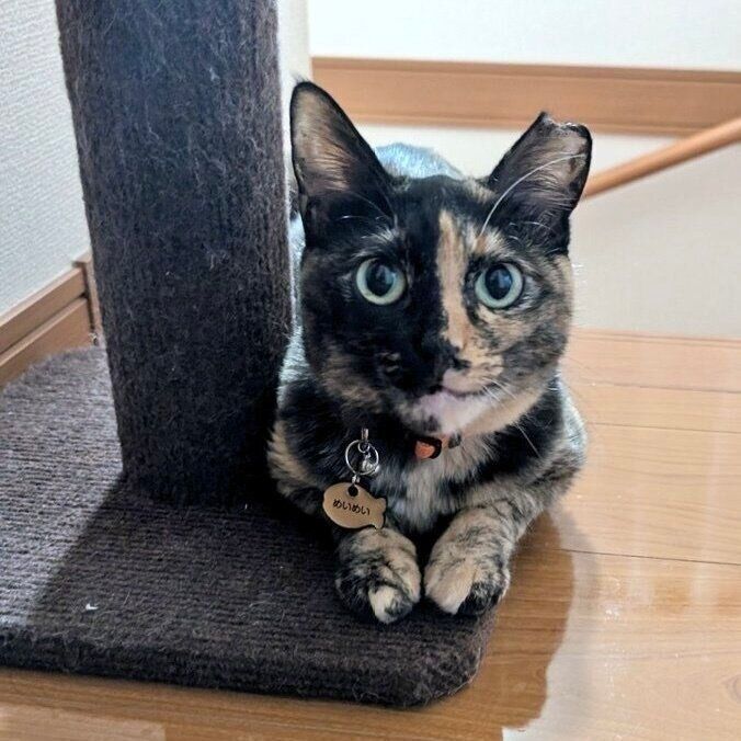 「座ってるだけでカワイイ生き物」と飼い主さん。