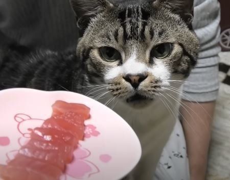 ねこ　リキちゃん