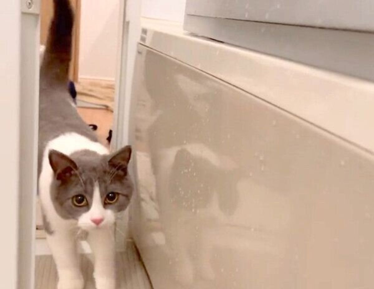 ドアを開けて飼い主のお風呂を見学しにくる猫 ひと通り見終わるとそそくさと退出 笑 ねこのきもちweb Magazine ドアを開けて飼い主のお風呂を見学しにくる猫 ひと通り見終わるとそそくさと退出 笑 ねこのきもちweb Magazine