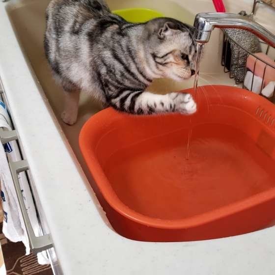 水を触るスコティッシュフォールド