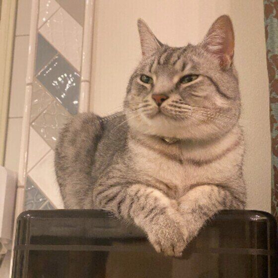 くつろぐマンチカン