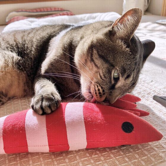 MIXキジトラのらいりくん