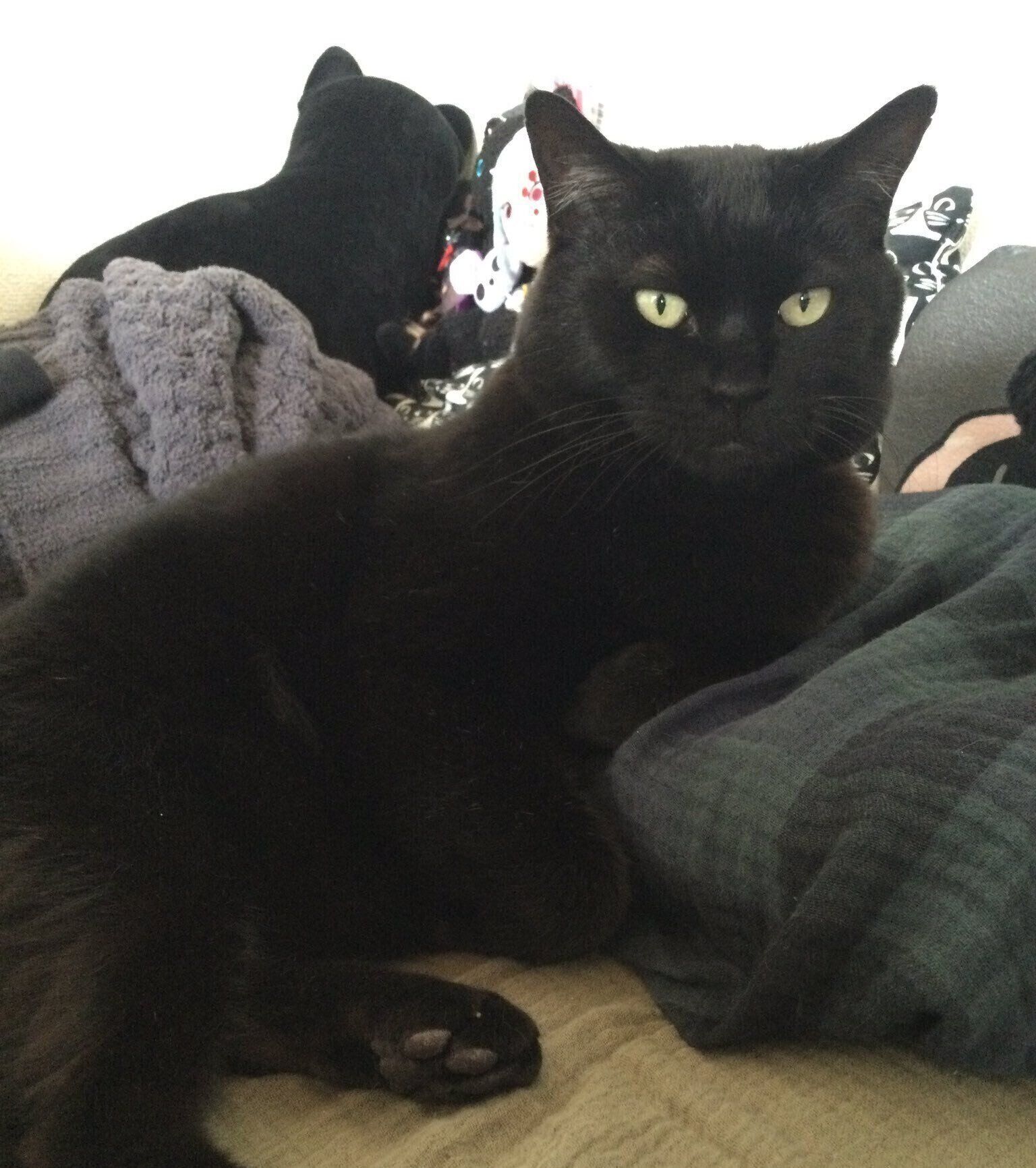 くつろぐにゃんきちくん