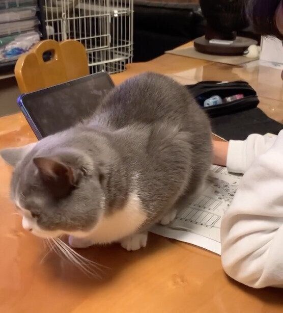 宿題の上にのるレオンくん