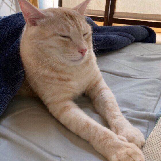 スフィンクス座りをしたマロン