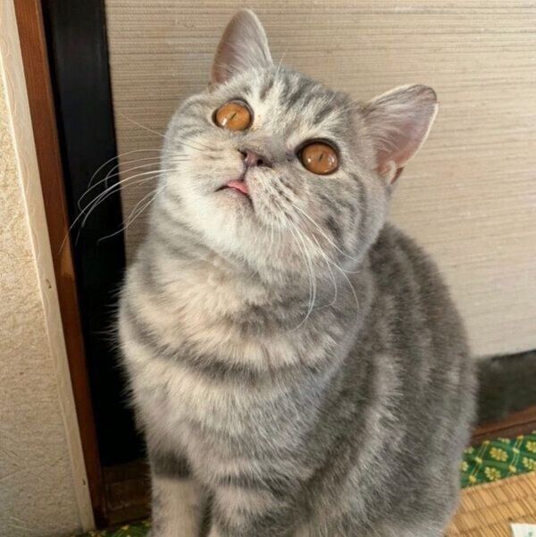 舌を出すぽぺんちゃん