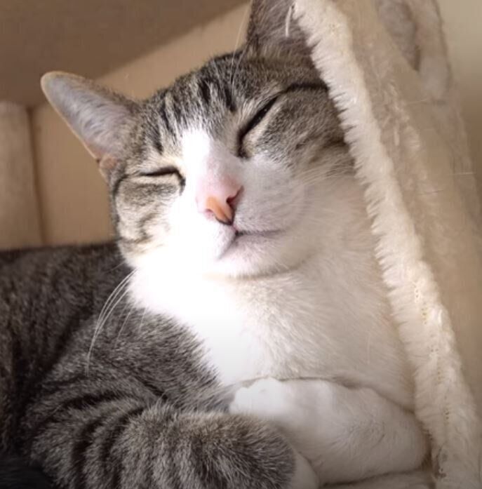 まったりする猫