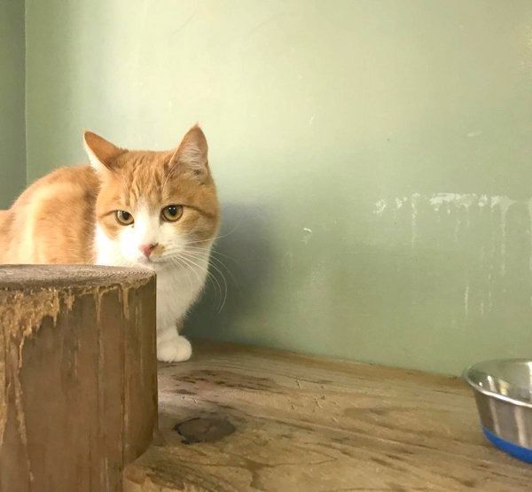 元保護猫のきなこちゃん