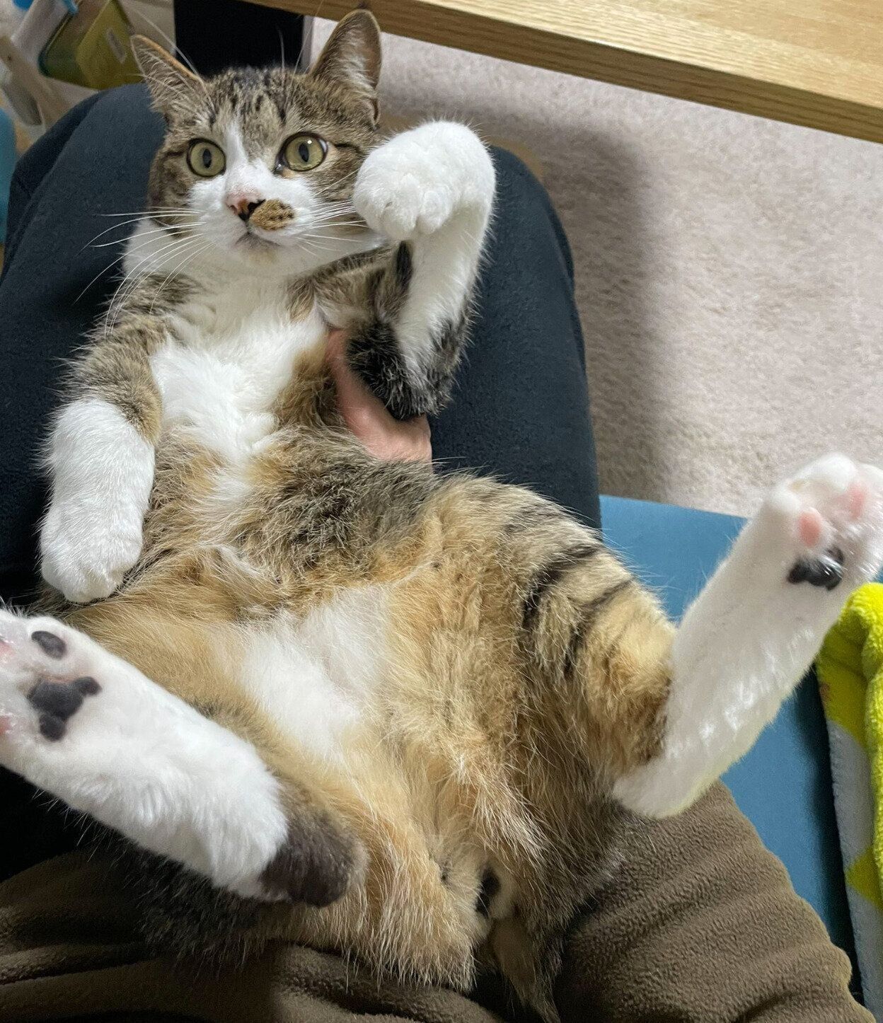 まったりするちいまくん