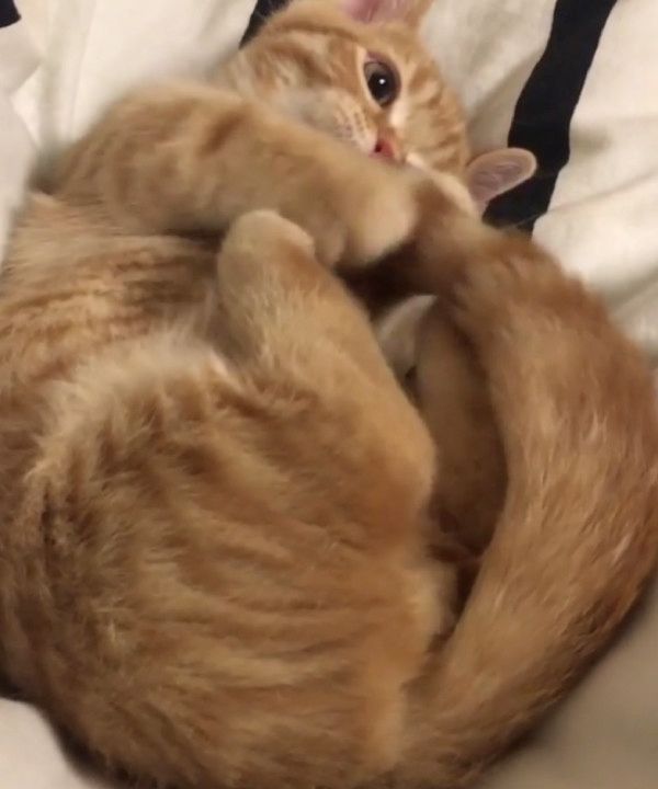 自分のしっぽが気になる猫