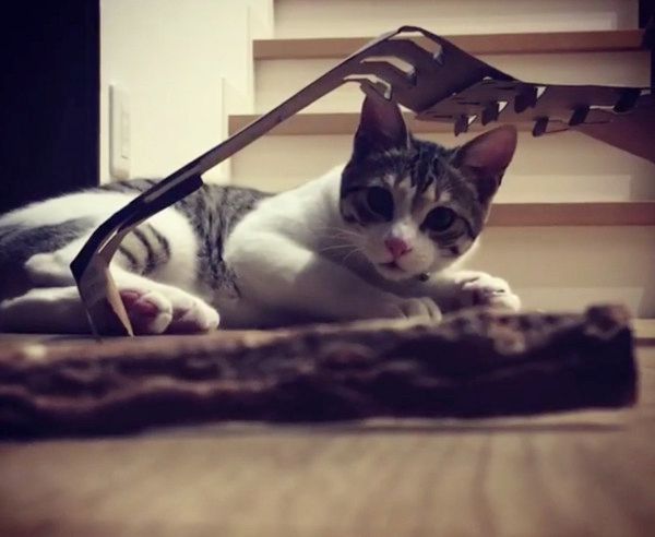 狩りモードの猫