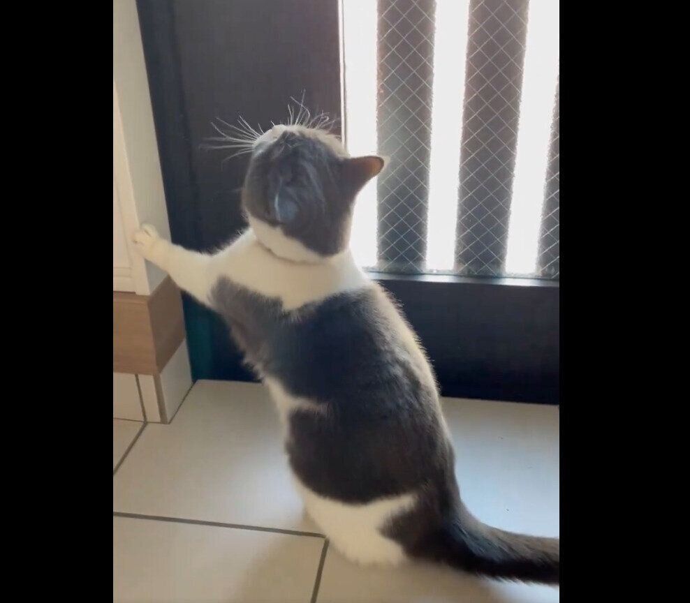 高い声で一生懸命ウニャウニャ鳴くまるくん