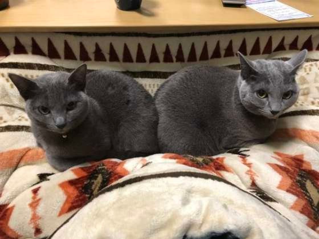 幸せな重み すぎる 猫が飼い主さんのお腹や膝などに乗る4つの心理 ねこのきもちweb Magazine 幸せな重み すぎる 猫が飼い主さんのお腹や膝などに乗る4つの心理 ねこのきもちweb Magazine