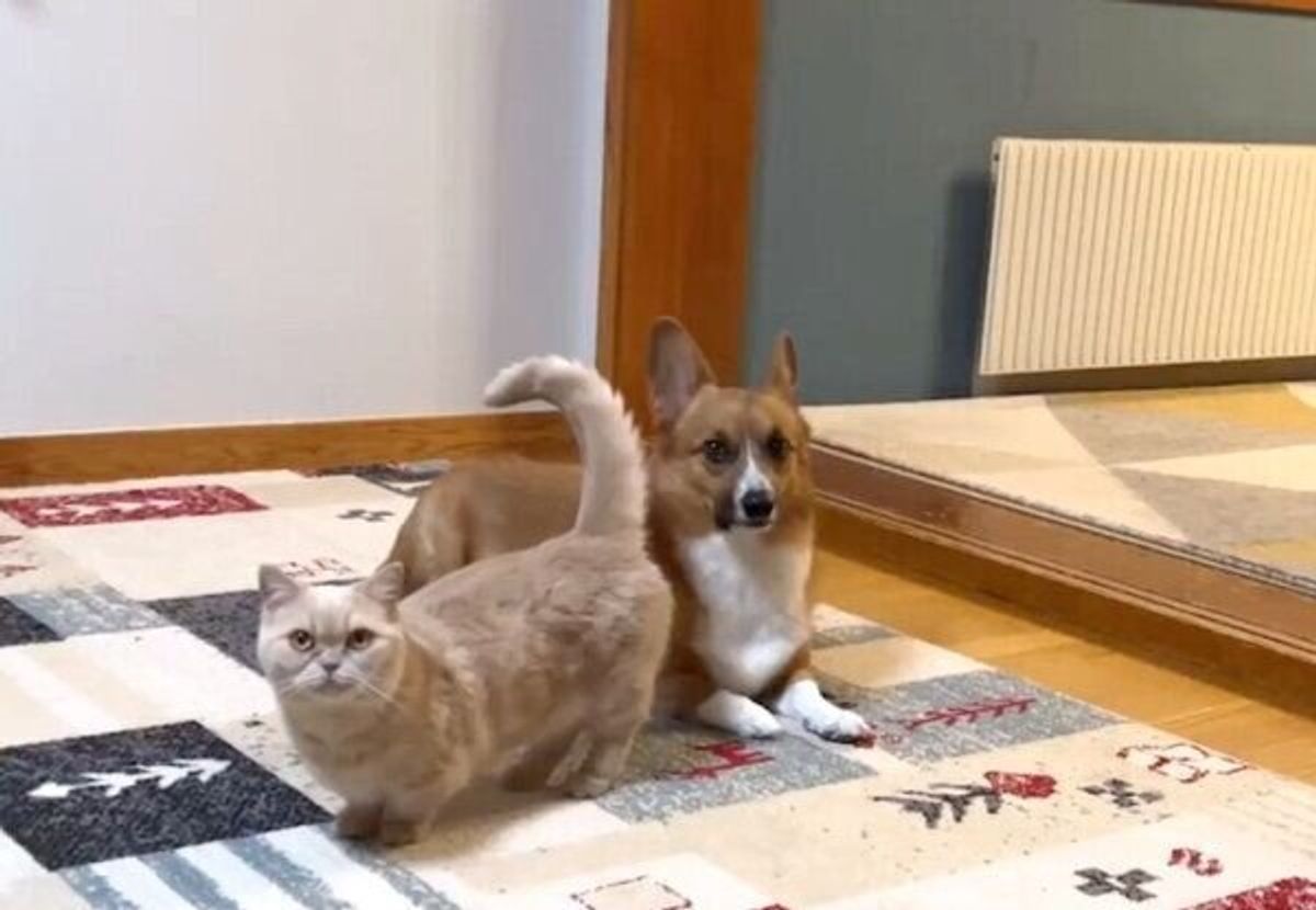 兄犬にオシリのニオイを嗅がれた妹猫 犬語 で抗議 頭突きが可愛すぎた ねこのきもちweb Magazine 兄犬にオシリのニオイを嗅がれた妹猫 犬語 で抗議 頭突きが可愛すぎた ねこのきもちweb Magazine