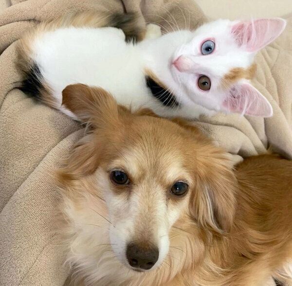 寄り添うめろんちゃんととらちゃん