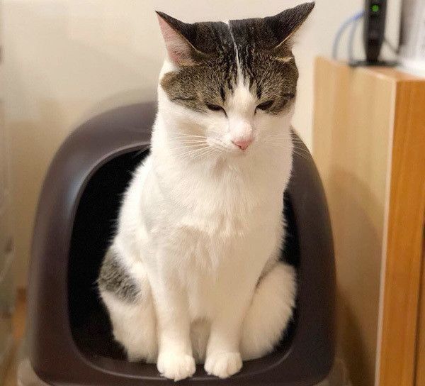 トイレに座る猫