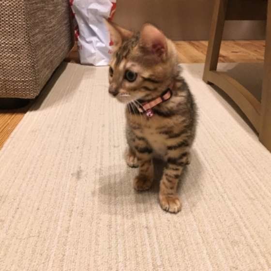 はじめておうちに来たベンガル