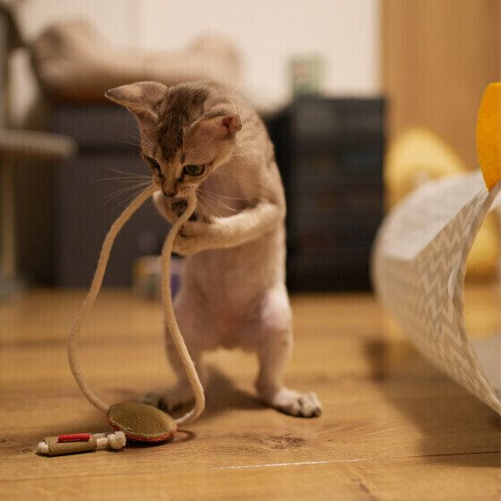 シンガプーラのルクちゃん