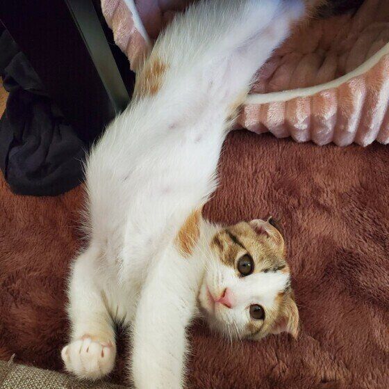 寝起きのもなかちゃん