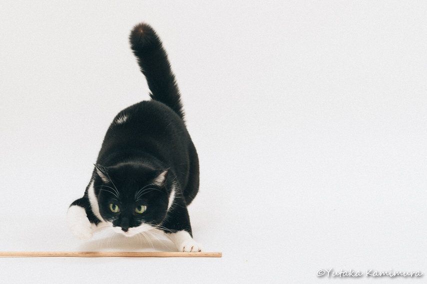 いきなりテンションをあげる天才女子「おたべ」