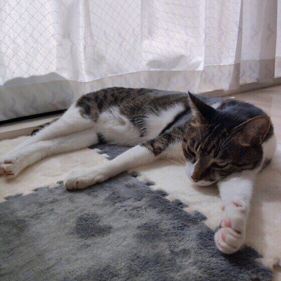 その他の猫種　窓辺の一枚
