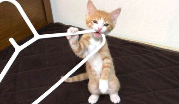 ハンガーで遊ぶいなりくん