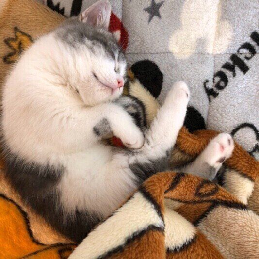 眠るスコティッシュフォールド