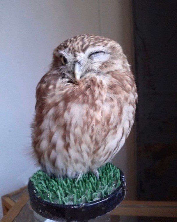 ウインクするフクちゃん