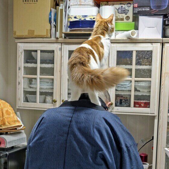 ノルウェージャンフォレストキャットのジョシュア♂