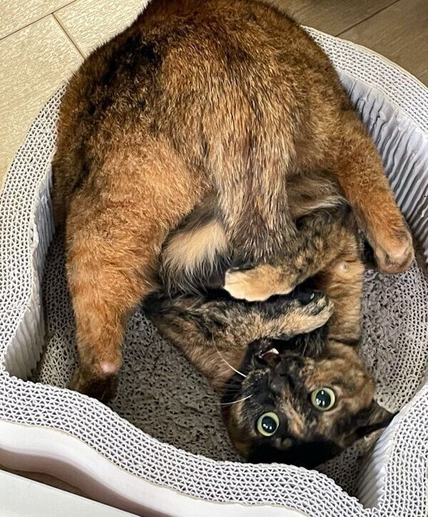 可愛らしいポーズをするしゃけちゃん