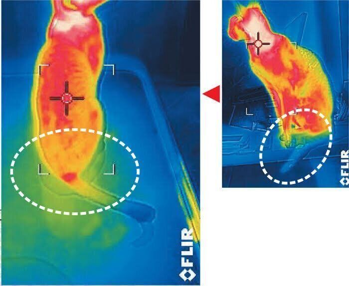 サーモグラフィー画像