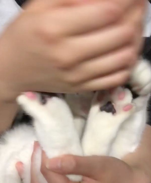 脱出を試みる猫