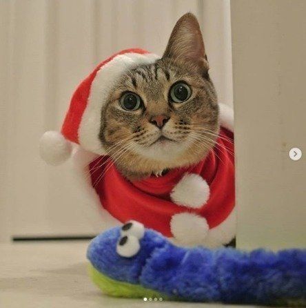 サンタクロースのコスプレをする麦ちゃん