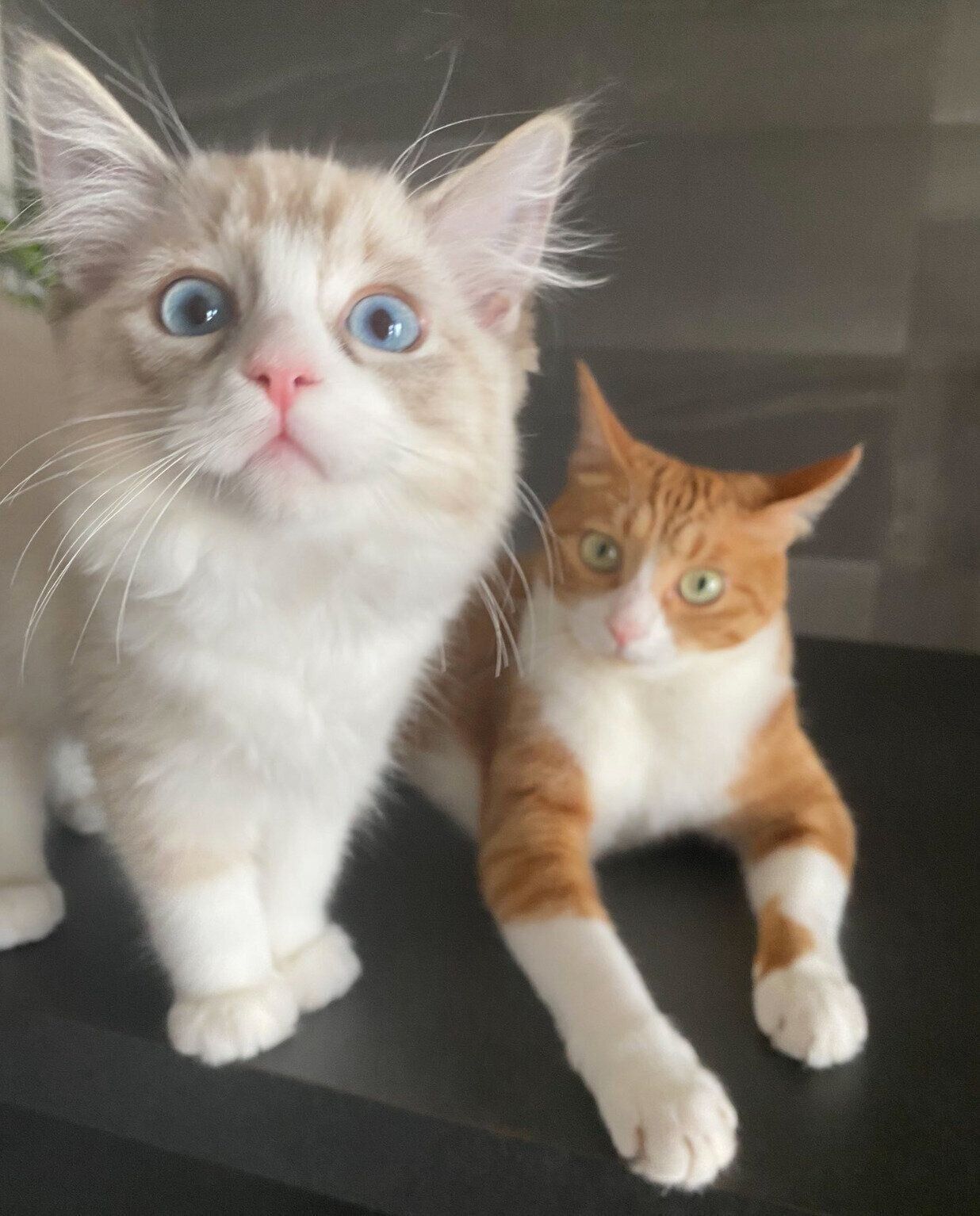 ラテちゃんにかまってほしいクレマちゃん