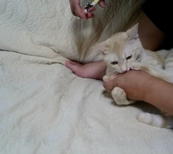 爪切りが嫌いな猫