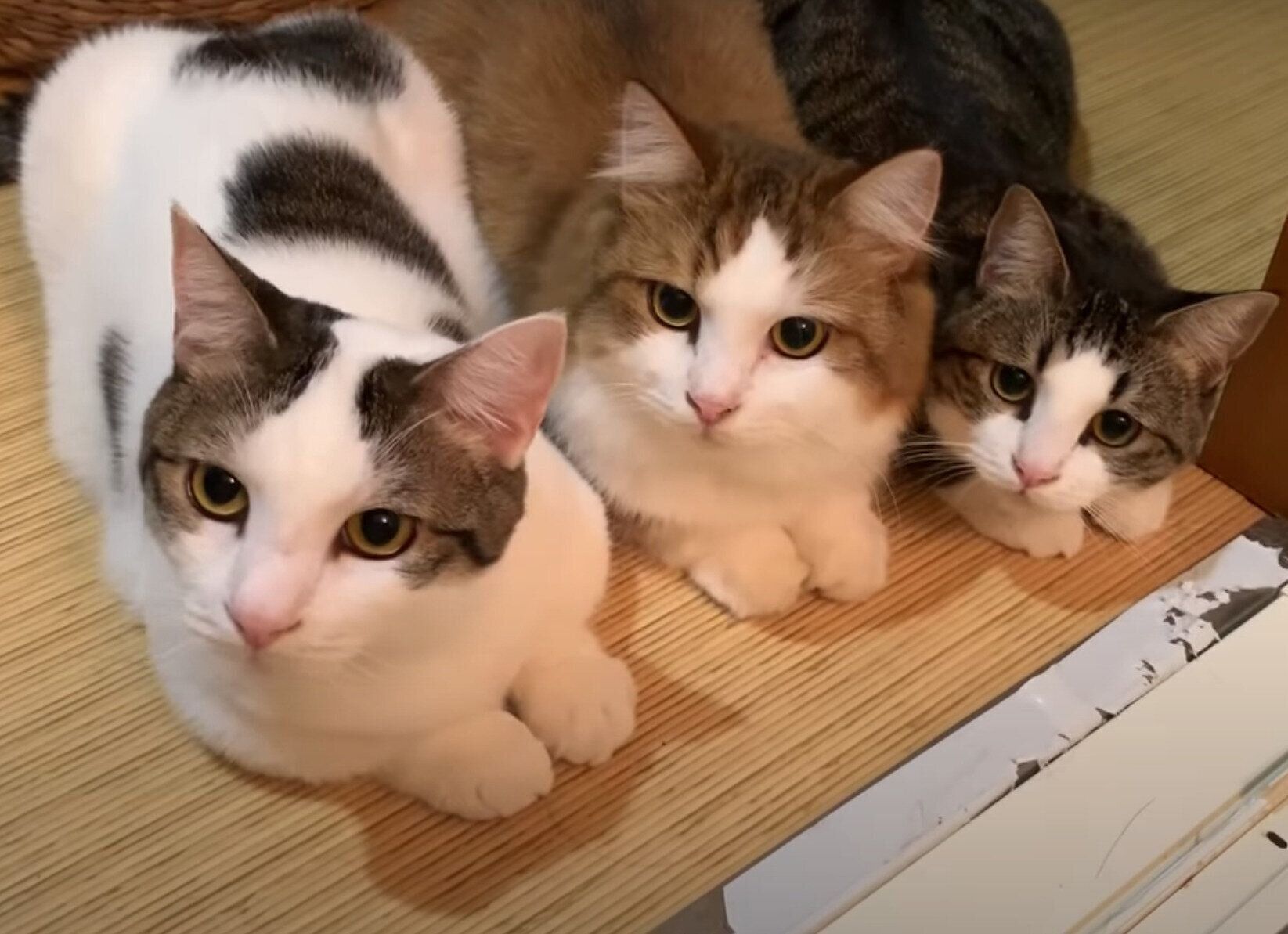 お風呂掃除を見守る猫たち