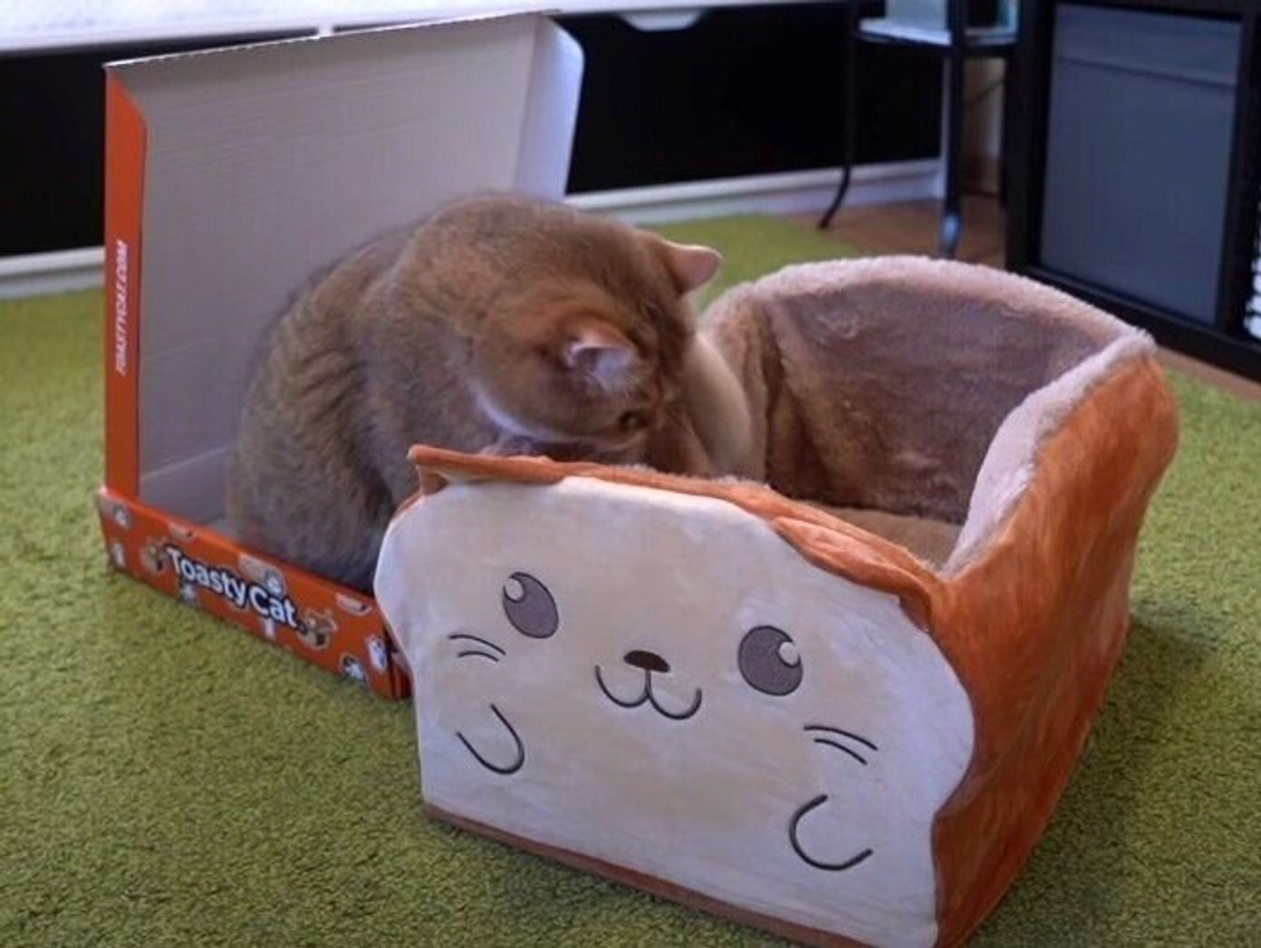 食パン型の猫ベッドを使ったら かわいい猫パン が完成しました ねこのきもちweb Magazine 食パン型の猫ベッドを使ったら かわいい猫パン が完成しました ねこのきもちweb Magazine