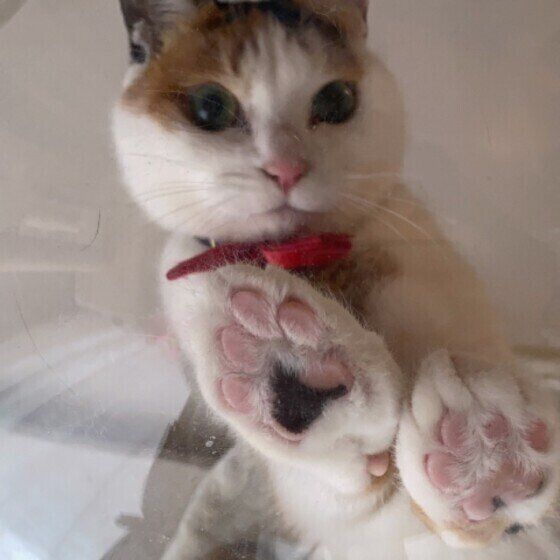 見つめる三毛猫